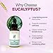 Nourish Mantra Organic Eucalyptus Essential Oil for Massage, Aromatherapy & Skin |100% Pure, USDA Certified Organic Eucalyptus Essential Oil | Perfect for Diffuser, Home & Car