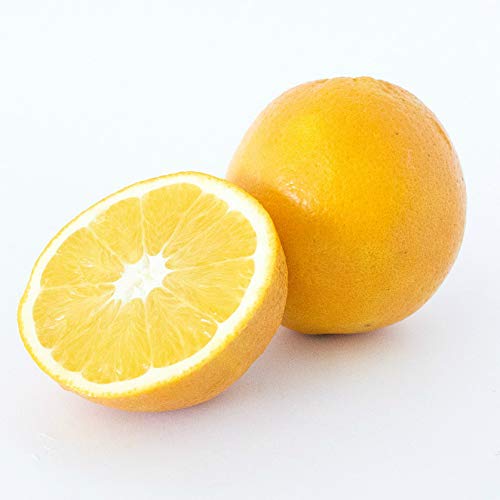 Master Class Stainless Steel Lemon Juicer Reamer KCPROREAMER - Thumbnail 4