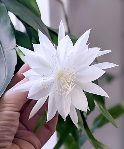 Image of Hidden Enterprise Orginal 1 Halthy Beautiful Live ''White Bharma Kamal Flawer''(Night queen) Tree Plant For Wonderful Home Garden Outdoor & Indoor Flower plant without pot
