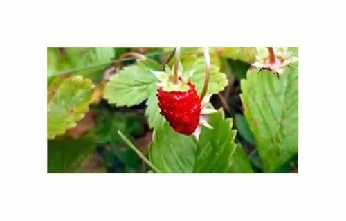 Pcs - 20x Strawberry Bush Baron Solemacher - Seeds Fruit Garden KS468 & Plants Shop by Ipsa