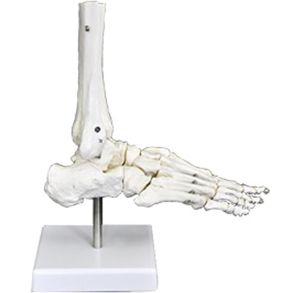 Modelos de articulaciones humanas con pantalla de esqueleto, mano, pie, hombro, rodilla, cadera, codo, modelo anatómico para educación médica y entrenamiento