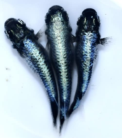 レーヴ　Azuma Medaka様直個体　稚魚10匹 レーヴ Azuma Medaka様直個体 稚魚10匹