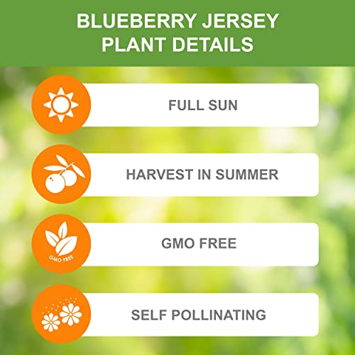 Garden State Bulb Blueberry Jersey Plant, Live Bare Root, Non-Gmo (Bag Of 2) #TOP3