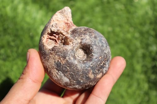 Image of Ammonite Fagesia Ammonite Fossil Rare Ammonite Fossil Natural Fossil from Morocco A47