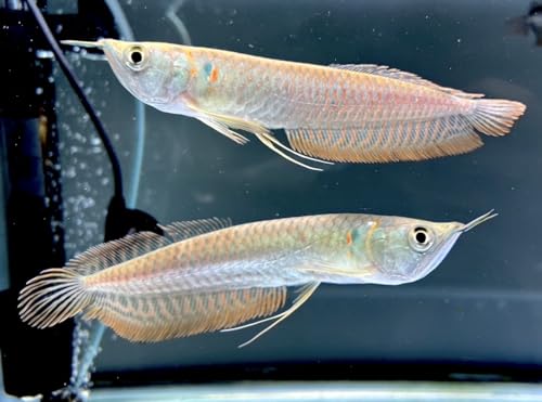 タイで人気の魚類ペット — 闘魚(ベタフィッシュ)とアロワナの魅力と タイで人気の魚類ペット — 闘魚(ベタフィッシュ)とアロワナの魅力と