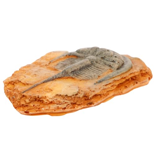 SOESFOUFU Sect Specimen Ornament Decorative Paleontological Insect for Education Home Display