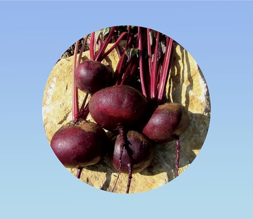 150 Graines de Betterave Égyptienne - Betterave Plate, Variété Précoce et Facile à Cultiver