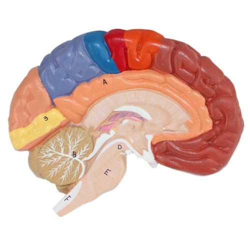 Modèle de cerveau anatomique en 2 parties avec zones colorées AMITD - 5