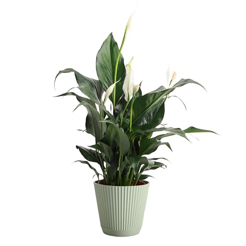 Thorsen's Greenhouse Live Peace Lily Plant, Spathyphylum, Low Light, Natural Air Purifier Live Indoor Plant, 4-6