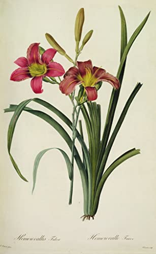 Peinture Murale Hemerocallis Fulva Redouté Toile Abstraite pour Décoration de Salon Cosy