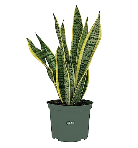 Nature's Way Farms Snake Plant Sansevieria Laurentii Live Plant 8...
