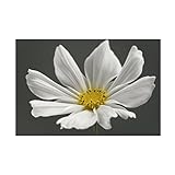 Trademark Fine Art Canvas Wall Art - Alyson Fennell 'Cosmos Flower' Wall Art for Living Room, Bedroom, or Office Décor