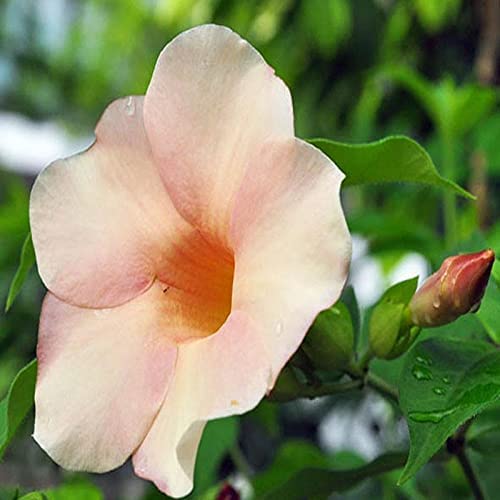 Gurveplantationi® - Allamanda Live Flower Plant Healthy Natural with Plastic Pot. (Allamanda Flower Plant, Blanched Almond) (B09X4NMV7Y) Amazon Price History, Amazon Price Tracker