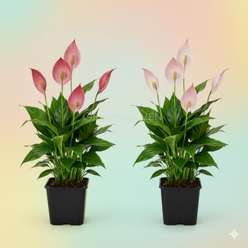 Image of Live Peace Lily Plant Combo (Pack of 2) - Dark Pink & Light Pink Flowering Plant with 3 Inch Black Plastic Pot | Indoor Plant for Home, Office & Living Room