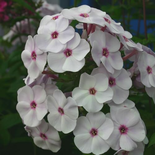 Image of Phlox Paniculata 'White Eye Flame' - Raspberry Pink and White Flowers, Dwarf Hardy Perennial for Cottage Gardens, Fragrant and Pollinator-Friendly - 2X 1 Litre Potted Plants by Thompson & Morgan