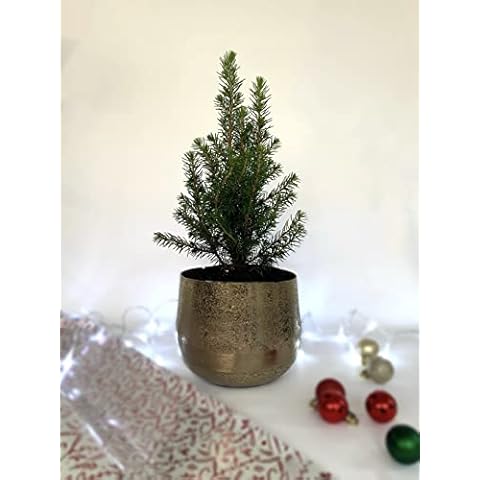 Live Miniature Pine Tree for Christmas Cover