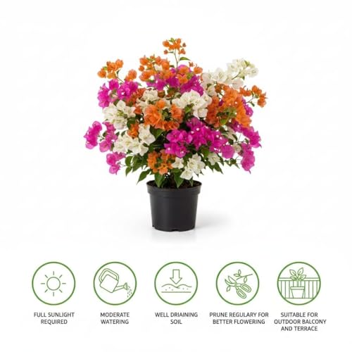 Image of Multicolor Bougainvillea Live Plant with Pot | Rare Grafted Bougainvillea Bonsai Flower Plant | Colorful Outdoor Indoor Flowering Plant for Home Garden Balcony Terrace Decor | Pack of 1