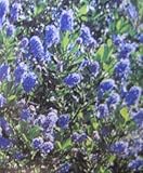 Baumschule Pflanzenvielfalt