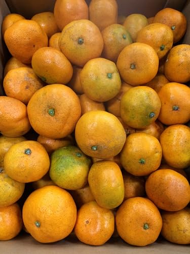 y_zk Q X̑B݂ 10kgy①z