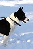Photo Gallery the karelian bear dog journal: 150 page lined notebook/diary Photo Gallery the karelian bear dog journal: 150 page lined notebook/diary