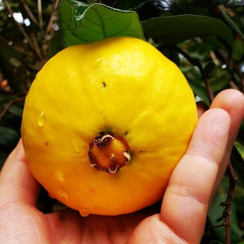 Muda De Araçá Boi Legitima Fruta Do Iorgute Eugenia Stipitata