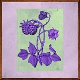  Blackberry Blossom
