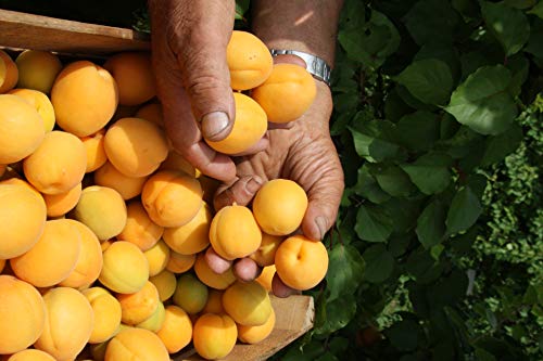 Azienda Agricola Prunotto Mariangela - 6 vasetti