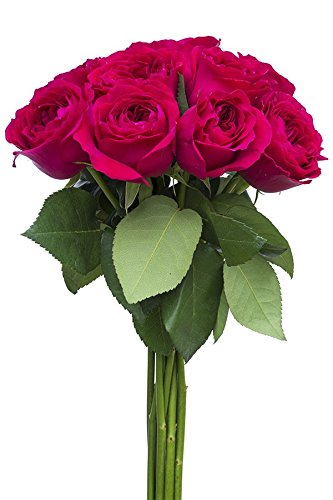 24 stems - Fresh Cut Hot Pink Garden Rose Bouquet