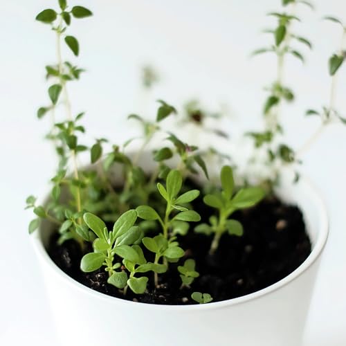 Seed Needs Thyme Seeds for Planting - Non-GMO Heirloom & Untreated Perennial Herb Seed to Plant a Culinary Kitchen Garden Indoors or Outdoors (1 Pack)