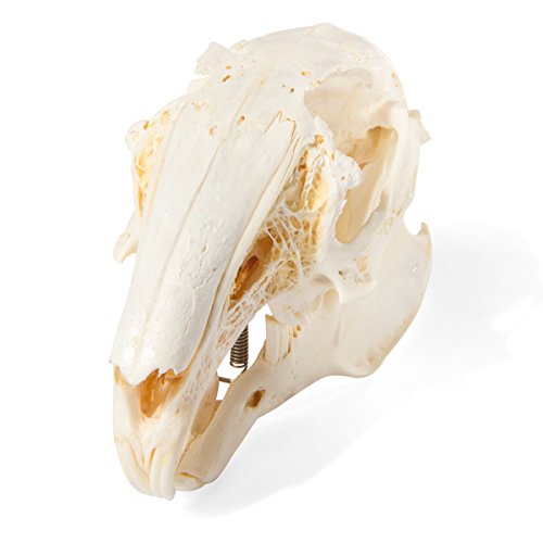 Image of 3B Scientific GmbH T300191 Rabbit Skull