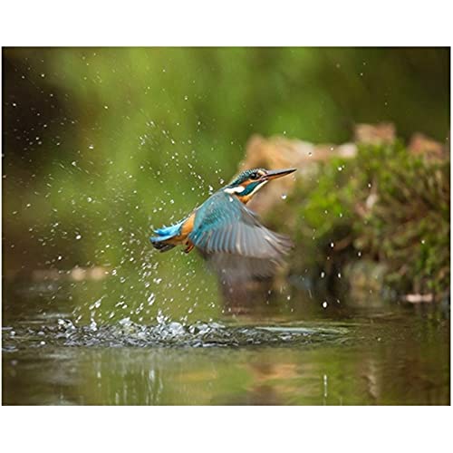 Faire Soi Même Peinture au Numero Diamant Anti Stress Oiseau 40x80