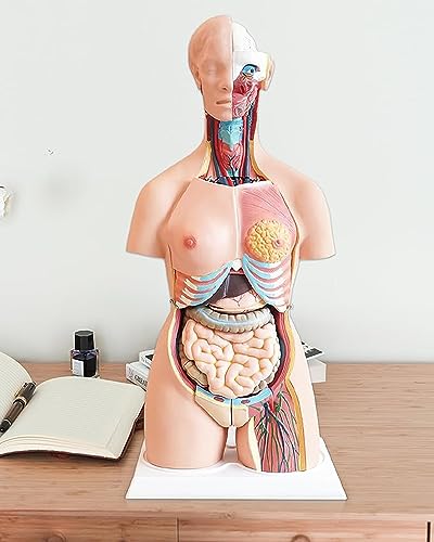 Torso humano de 55 cm modelo anatómico educativo con 21 piezas 7
