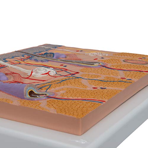 Image of 3B Scientific J10 Skin Section, 70 Times Full-Size, 10.2 inch x 13 inch x 2 inch
