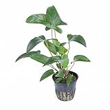 Wasserpflanzen Wolff