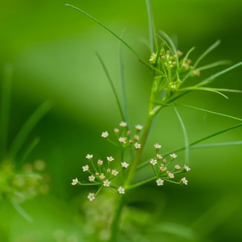Semillas de perifollo, Chaerophyllum villosum, productos sostenibles semillas de medicinales balcón raras jardín exóticas resistentes para el jardín 100pcs