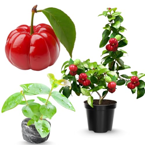Surinam Cherry Trees Live Plant, 5-7' in Tall, Sweet Cherry Fruit Tree, Cherry Bush Live Plants...