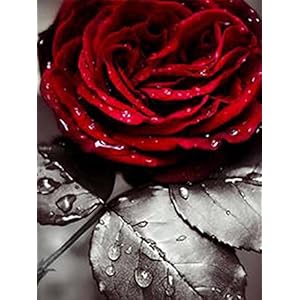 Jantabo Diamond Schilderij Kits Roos, 5D DIY Bloem Volwassenen Beginners Diamond Painting Set Volledige Boor Cross…