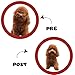 Pugalo Waterless Cat and Dog Shampoo, Cat & Dog Shampoo and Conditioner, Dog Dry Shampoo, Deshedding Dog Shampoo, Dog Shampoo for Smelly Dogs, Foam Shampoo for Dogs and Cats 200ml (Strawberry)