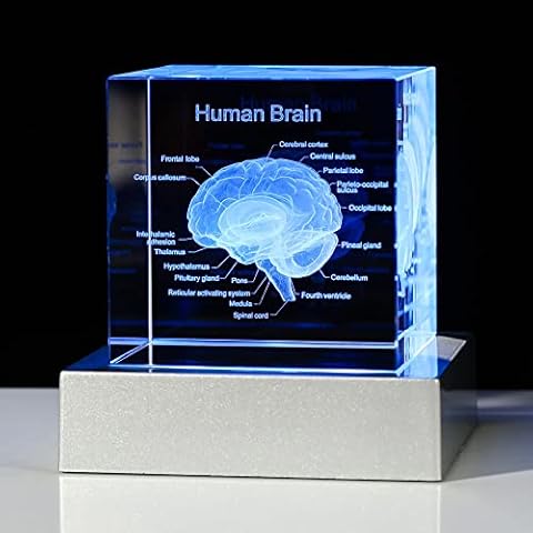 Movdyka 3D Human Brain Anatomy Model Cover