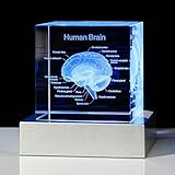 🔷Perfect Gift for Those Interested in the Human Brain - The exquisite box is ready for giving, It can be used as a paperweight or as an interesting science gift for your lover, a human brain model for kids, 2023 Psychology majors Graduation Gifts for...