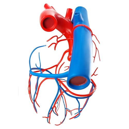 Image of NEW HORIZON Human Heart Model Vascular Heart, Naturally Size, with base Increased sized coronary anatomy depicting the cardiac veins