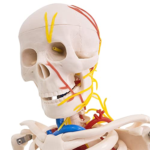 Anatomie Modell Skelett mit Nerven und Arterien 87 cm