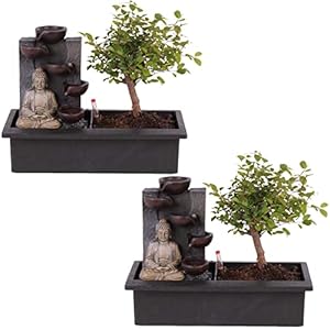 Plant in a Box – Bonsai boompje met Easy-care watersysteem én stromende waterval over Buddha beeldje – kamerplant…