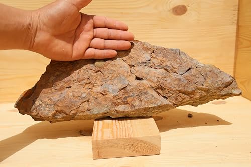 Fossile d'étoiles de mer Ordovicien Ophiura échinoderme Maroc - 5