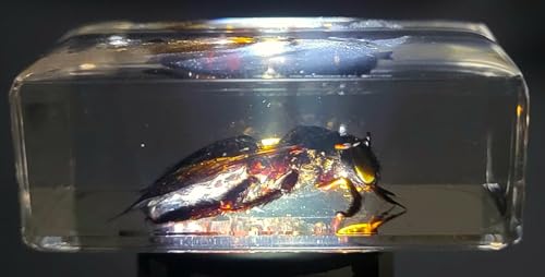 Image of 44mm Real Carpenter Bamboo Bee in Clear Lucite Resin Specimen Preserved Insect Taxidermy Crafts Collection for Biology Science Education & Desk Ornament Display Supplies Decor