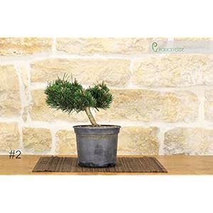 Pre Bonsai van Black Pine Senjyumaru –