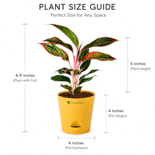 Image of Aglaonema Red Live Indoor Plant with Pot | Indoor Plants for Home | Air Purifying Houseplant | Low Maintenance Live Greenery | Decorative Home Decor for Living Room, Office & Bedroom