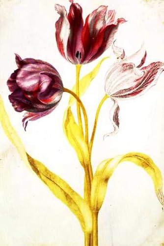Tulipani di Nicolas Robert póster de arte botánico retro para pared en 60x90cm