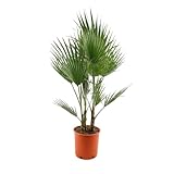 Bloomique – Washingtonia Robusta – Mexikanische Fächerpalme – Palme – Gartenpflanze – Winterhart – Immergrün – 130–150 cm hoch – Topf 26 cm