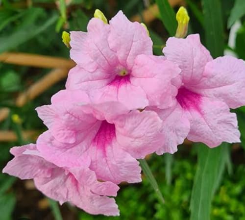 Image of Pink Ruellia Flower, Woodlands Botanical Garden Live Plant /ATHAI